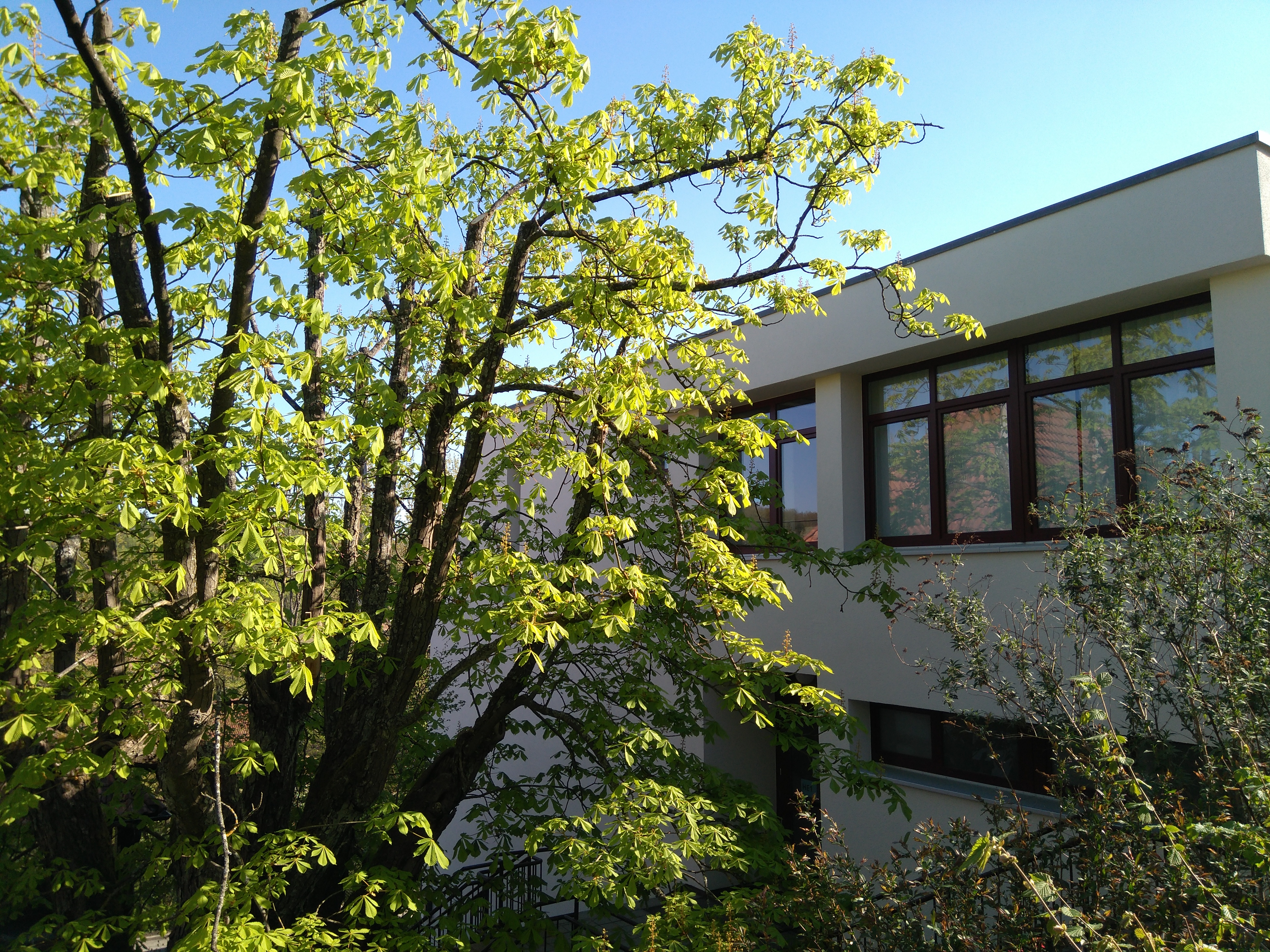  Der Kastanienbaum im Eingangsbereich des Hauptgebäudes 