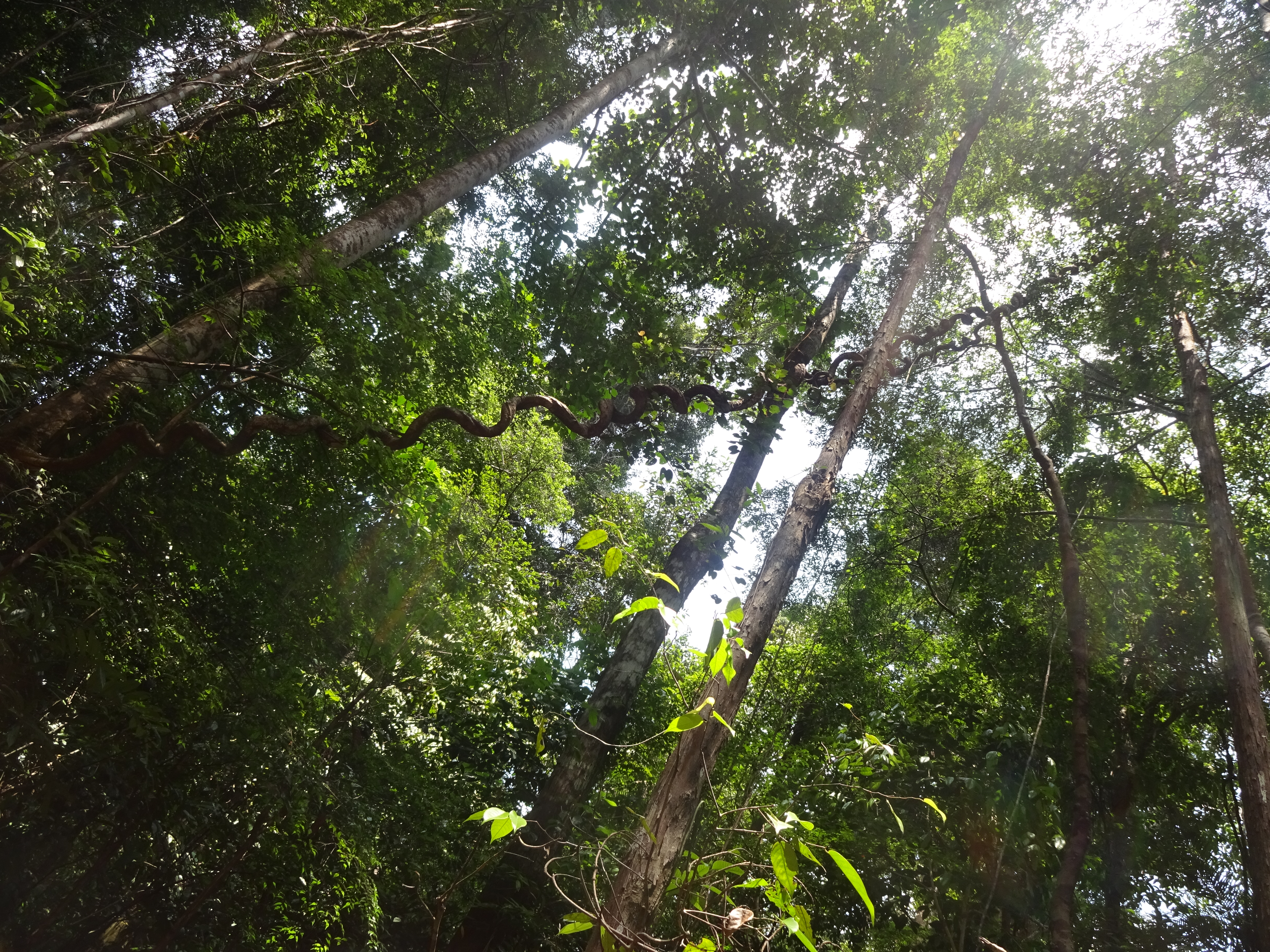
    
            
                    Regenwaldgipfel am SGM
                
        
